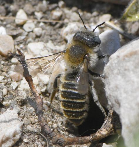 Réf. 258 867 : Hoplitis sp.